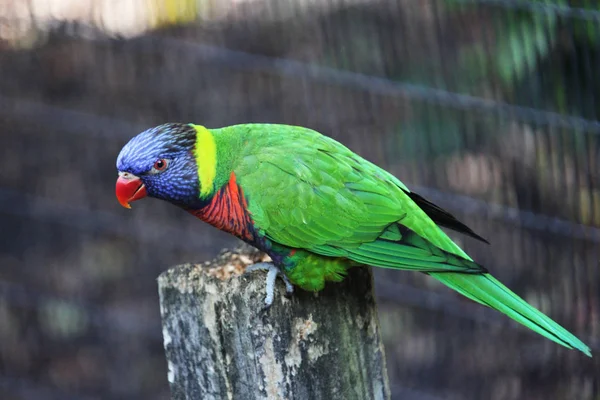 Parrot Sitting Wood Branch — Stock Photo, Image