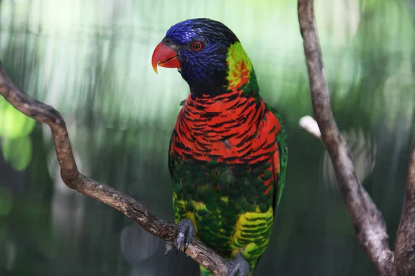 Papagei Sitzt Auf Einem Ast — Stockfoto