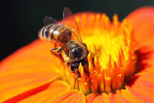 Закрыть Представление Медоносная Пчела — стоковое фото