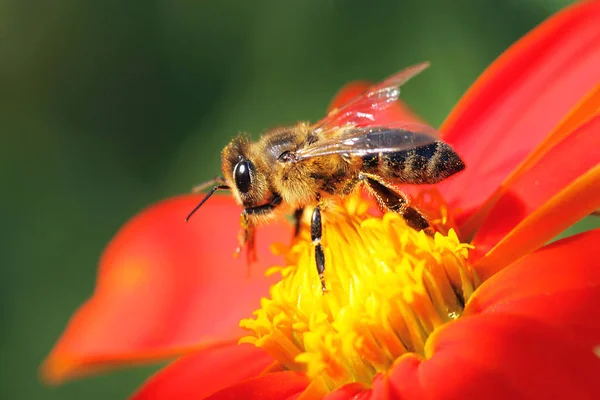 Vista Cercana Abeja Melífera — Foto de Stock