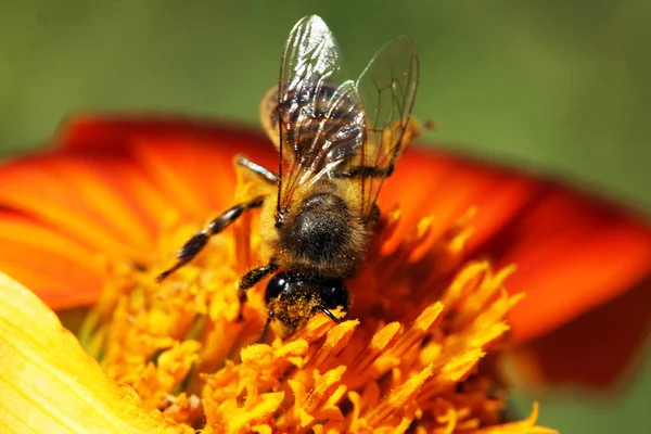 Nahe Der Honigbiene — Stockfoto