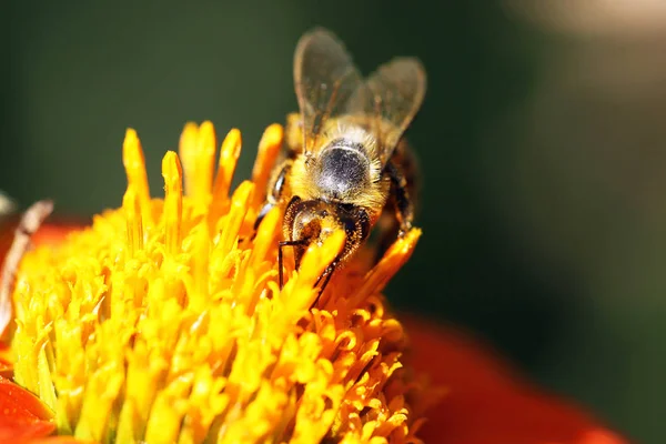 Vista Cercana Abeja Melífera — Foto de Stock