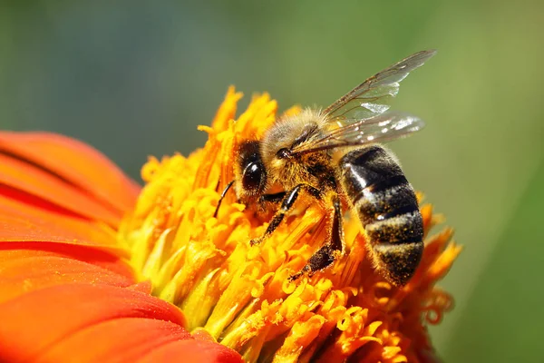 Nahe Der Honigbiene — Stockfoto