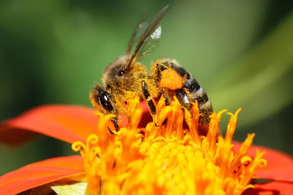 Mézelő Méh Nézet Bezárása — Stock Fotó