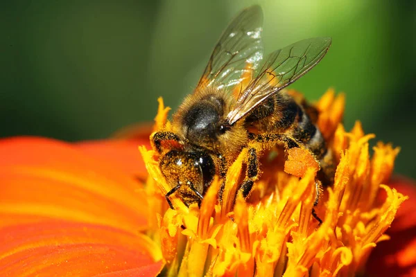 Vista Cercana Abeja Melífera — Foto de Stock