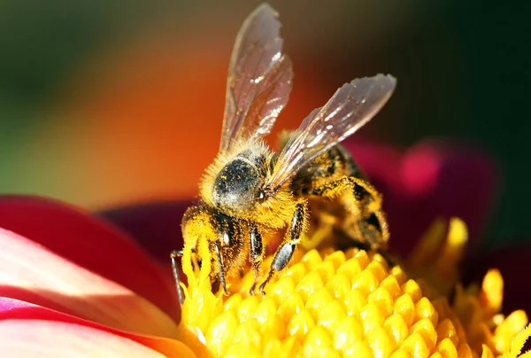 Mézelő Méh Nézet Bezárása — Stock Fotó
