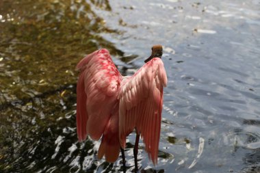 Pembe kaşıkçı Florida sulak görünümü Kapat