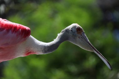Pembe kaşıkçı Florida sulak görünümü Kapat