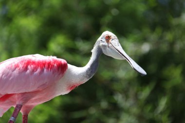 Pembe kaşıkçı Florida sulak görünümü Kapat