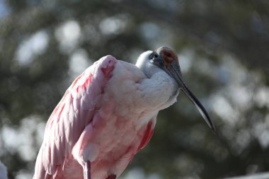 Pembe kaşıkçı Florida sulak görünümü Kapat