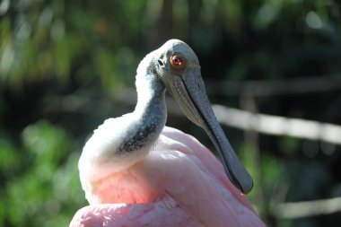 Pembe kaşıkçı Florida sulak görünümü Kapat