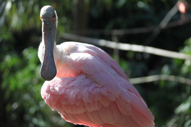 Pembe kaşıkçı Florida sulak görünümü Kapat