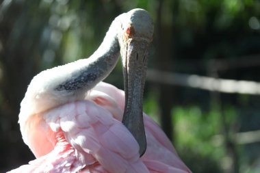 Pembe kaşıkçı Florida sulak görünümü Kapat