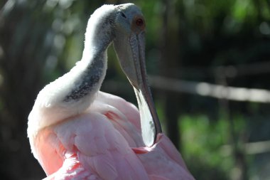Pembe kaşıkçı Florida sulak görünümü Kapat