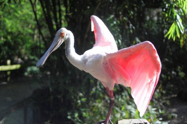 Pembe kaşıkçı Florida sulak görünümü Kapat