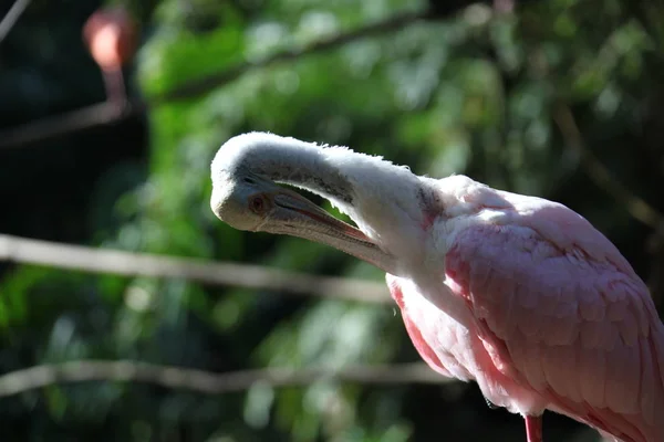 Stäng Rosentärna Skedstork Florida Våtmark — Stockfoto