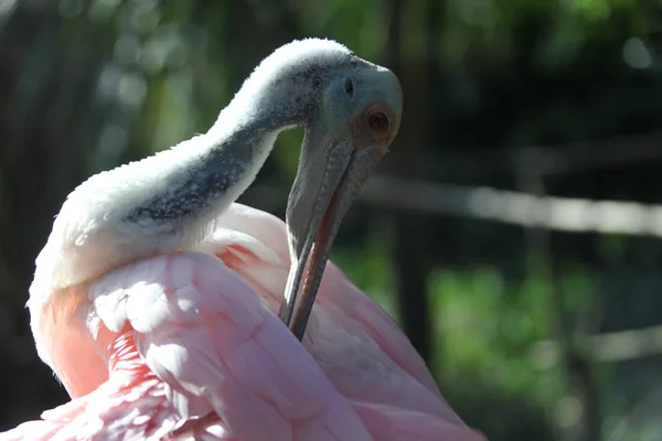 Stäng Rosentärna Skedstork Florida Våtmark — Stockfoto