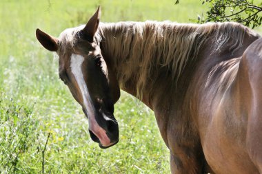 at otlatılması, görünümü Kapat