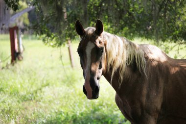 at otlatılması, görünümü Kapat
