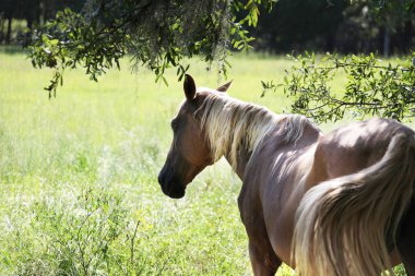 at otlatılması, görünümü Kapat