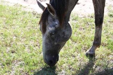 at otlatılması, görünümü Kapat