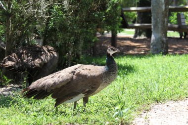 koruma alanı içinde mavi tavus 