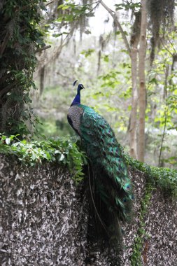 koruma alanı içinde mavi tavus 
