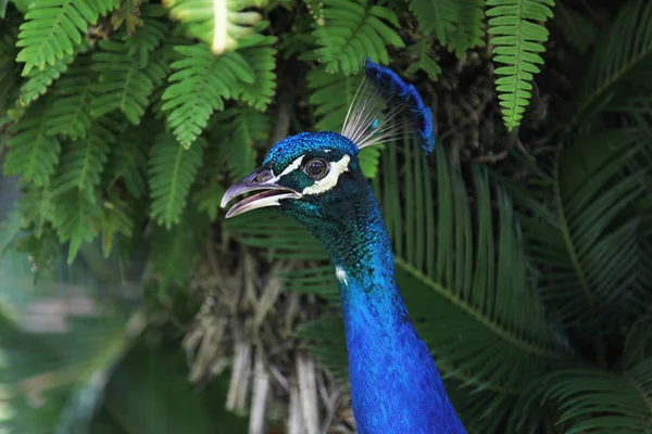 Pavão Azul Zona Conservação — Fotografia de Stock