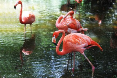 bir havuzda yiyecek ararken pembemsi tüyleri flamingo