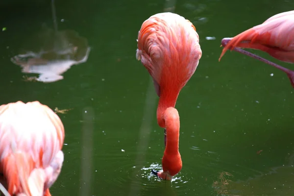 Розовое Оперение Фламинго Поисках Пищи Пруду — стоковое фото