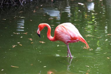 bir havuzda yiyecek ararken pembemsi tüyleri flamingo
