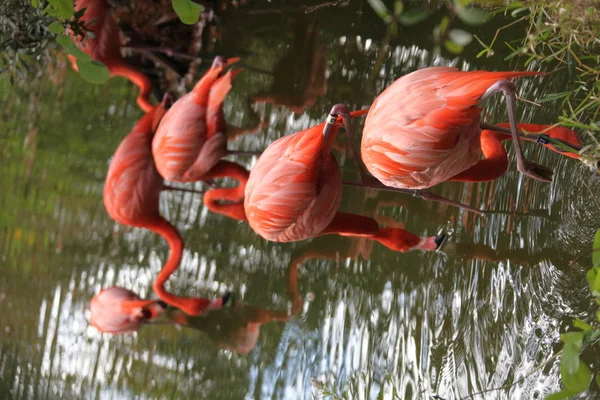 Розовое Оперение Фламинго Поисках Пищи Пруду — стоковое фото