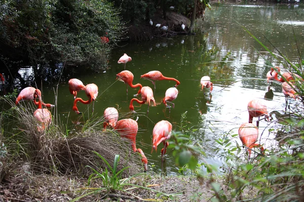 Lyserød Fjerdragt Flamingo Søger Efter Mad Dam - Stock-foto