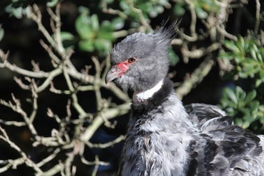 bir ağaç dalına oturan tepeli screamer