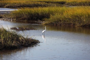Ak balıkçıl Florida sulak görünümü Kapat