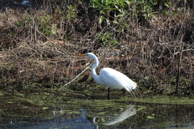 Ak balıkçıl Florida sulak görünümü Kapat