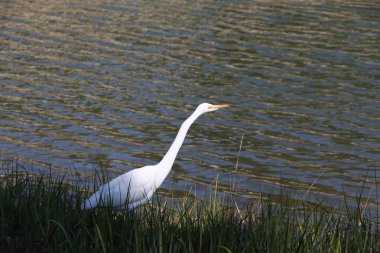 Ak balıkçıl Florida sulak görünümü Kapat