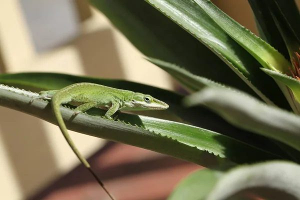 Vista Cercana Gecko —  Fotos de Stock