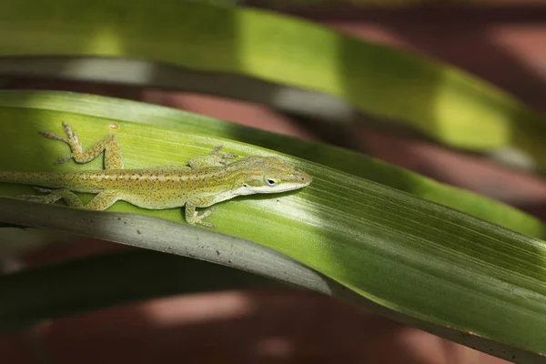 Vista Cercana Gecko —  Fotos de Stock