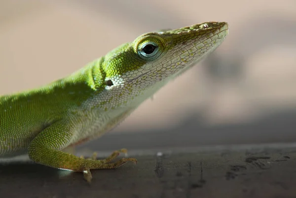 Vista Cercana Gecko —  Fotos de Stock