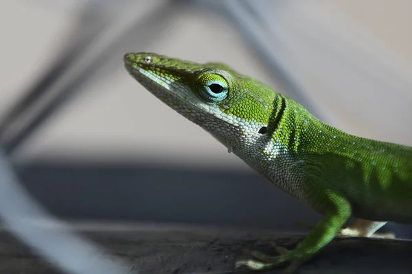Gecko Görünümünü Kapat — Stok fotoğraf