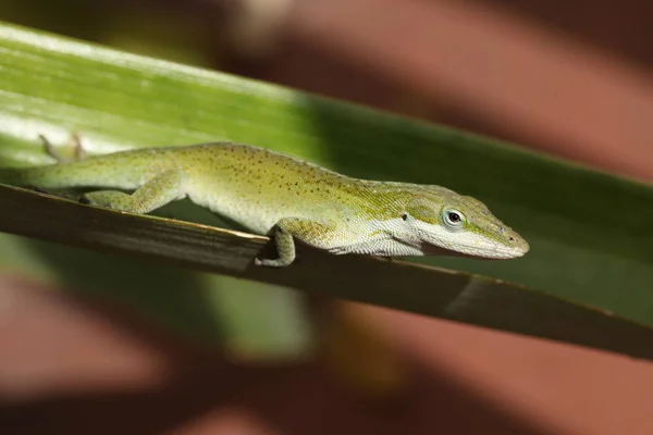 Κλείστε Την Προβολή Του Gecko — Φωτογραφία Αρχείου