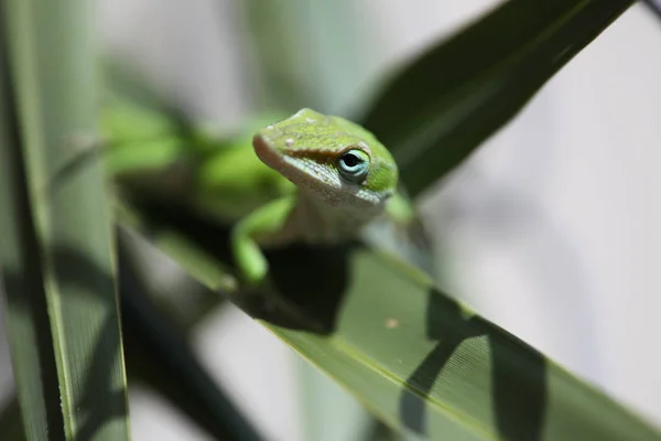 Vue Rapprochée Gecko — Photo