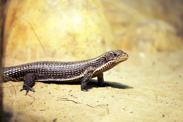 Gecko Görünümünü Kapat — Stok fotoğraf