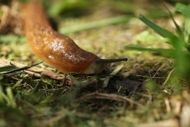 çim ve yaprakları arasında yavaş kahverengi topraklar slug