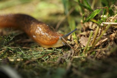 çim ve yaprakları arasında yavaş kahverengi topraklar slug