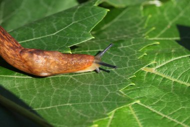 çim ve yaprakları arasında yavaş kahverengi topraklar slug