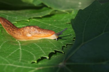 çim ve yaprakları arasında yavaş kahverengi topraklar slug