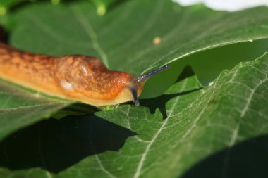 çim ve yaprakları arasında yavaş kahverengi topraklar slug