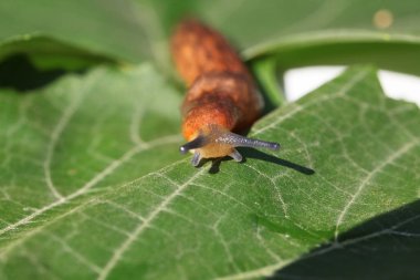 çim ve yaprakları arasında yavaş kahverengi topraklar slug